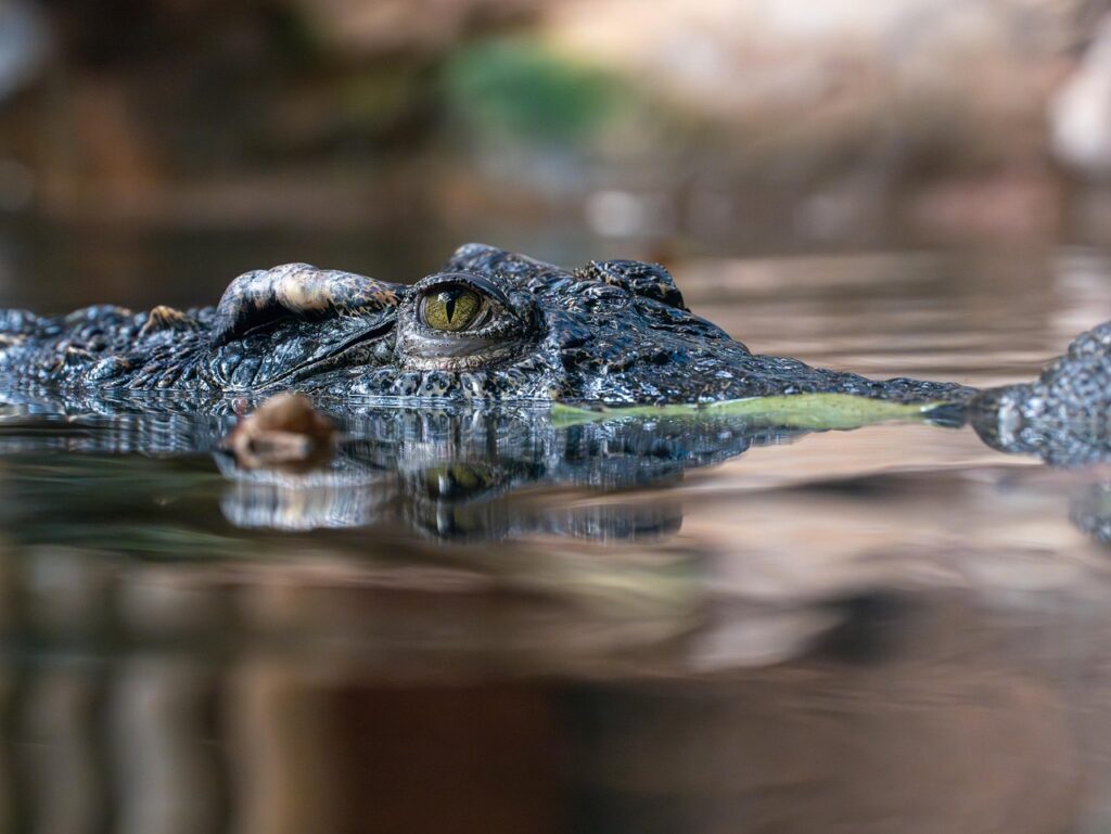 Foto de crocodilo. 