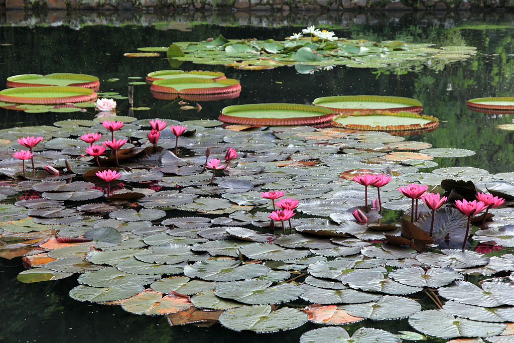 Jardim Botânico do Rio de Janeiro Vitória-Régia, planta aquática.