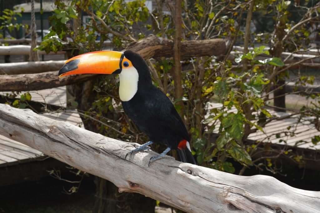 Tucano, animal em zoológico. 