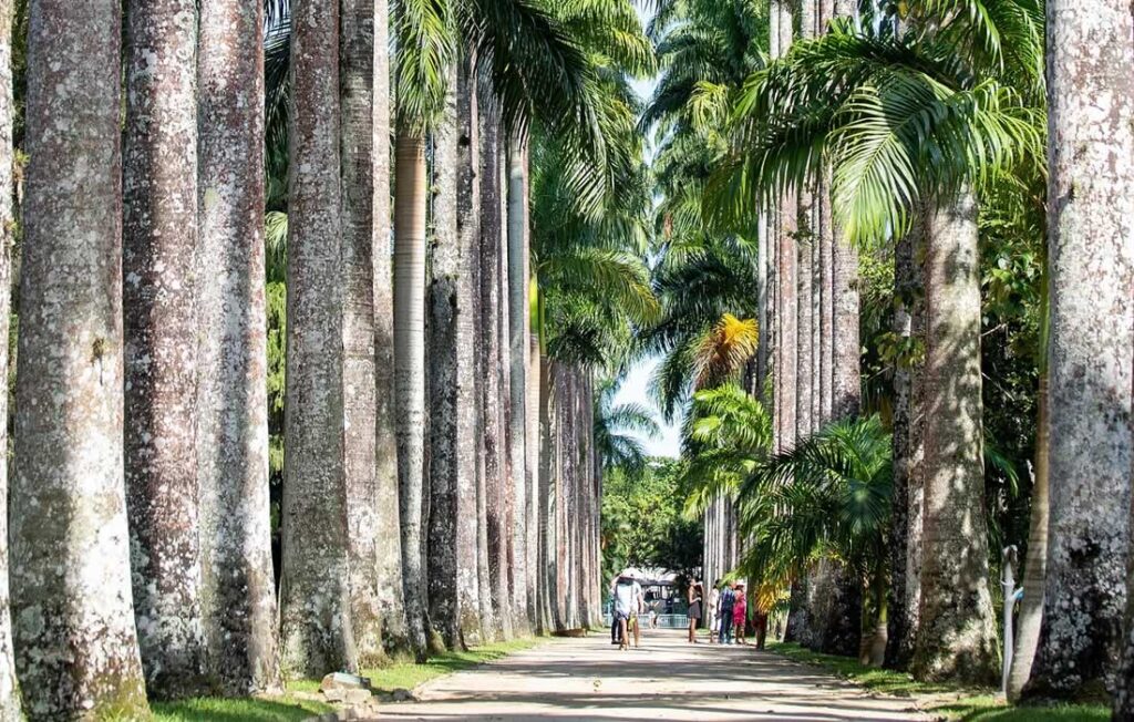 Palmeiras Imperiais, Jardim Botânico do Rio.