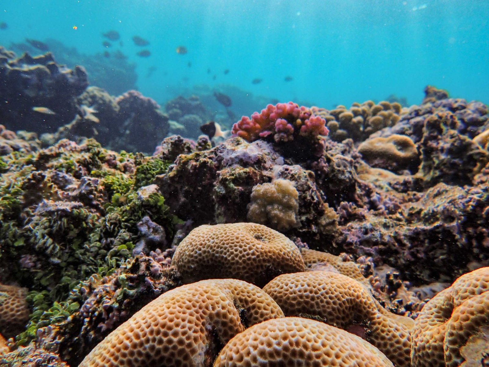 AquaRio: Vale a Pena Visitar o Maior Aquário da América do Sul? 4 Peixe tropical em habitat aquático