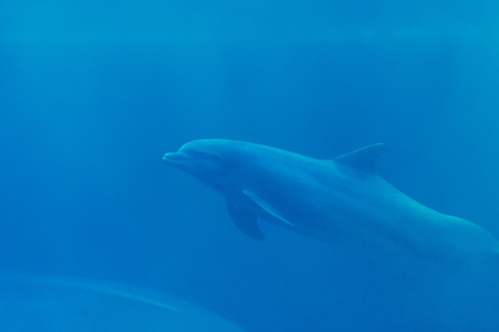 AquaRio: Vale a Pena Visitar o Maior Aquário da América do Sul? 2 Peixe marinho colorido em ambiente aquático