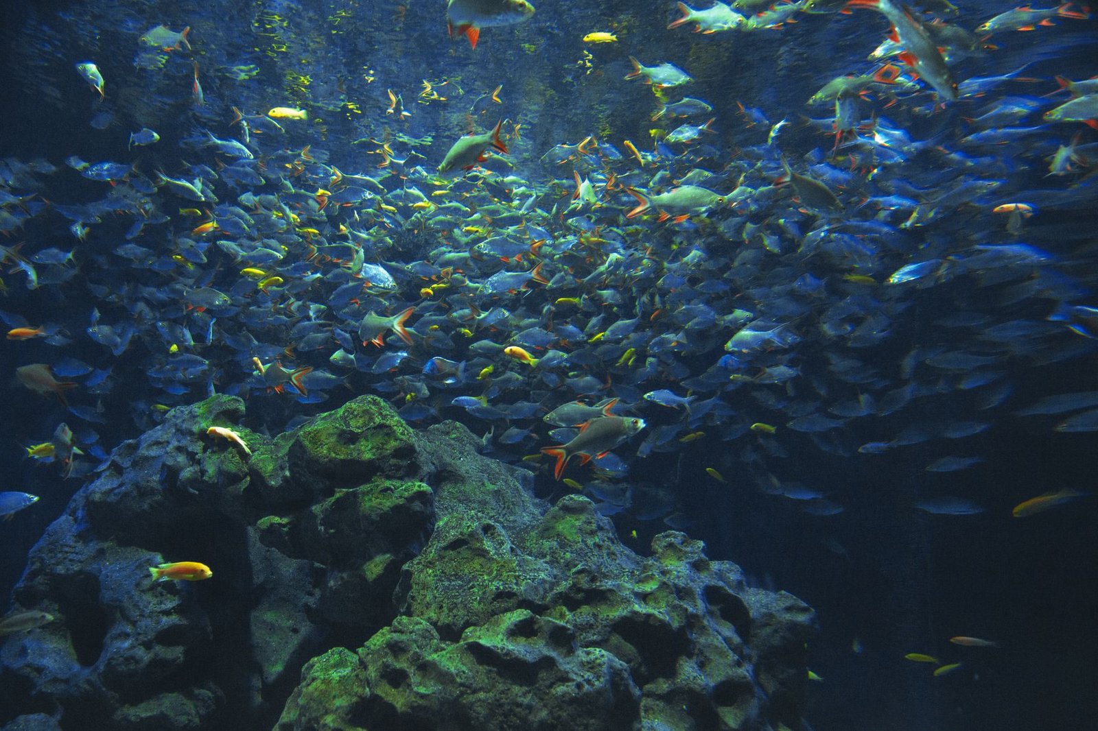 AquaRio: Vale a Pena Visitar o Maior Aquário da América do Sul? 3 Vida marinha e peixe em aquário subaquático