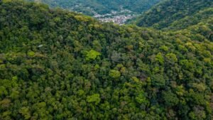 Foto de Filipe Braggio - Parque Nacional da Tijuca Rio de Janeiro