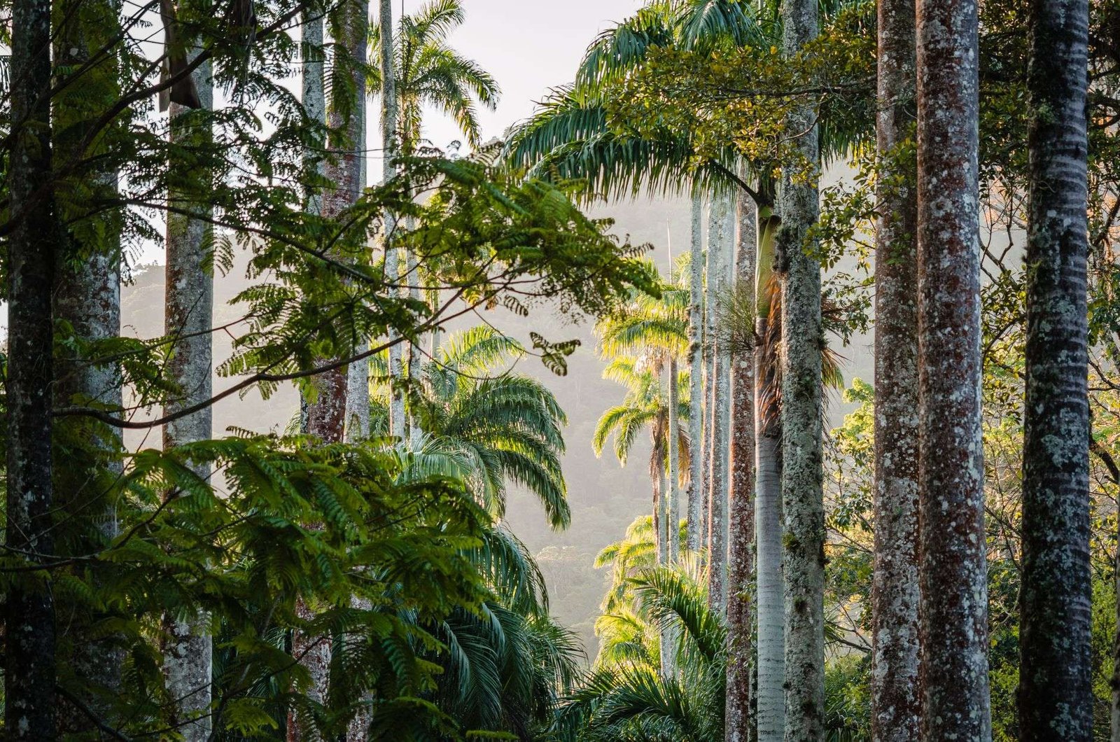 Parque Lage: o Cartão-Postal aos Pés do Corcovado 4 Palmeiras na selva do Rio de Janeiro